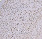 Anti-SND1 Antibody Picoband™ (monoclonal, 6G3B4)